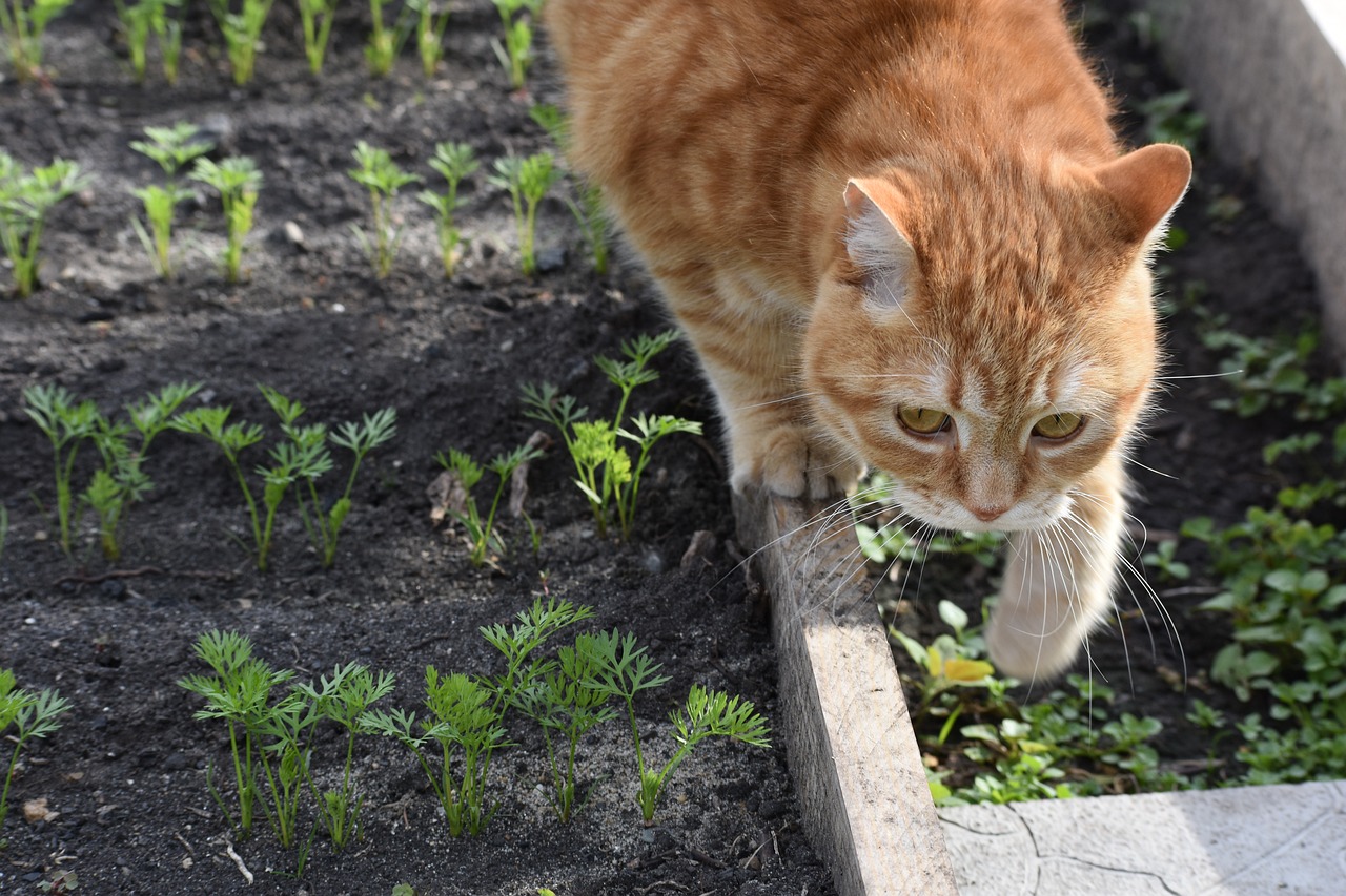 How to Grow Vegetables with Kids - A Fun Guide